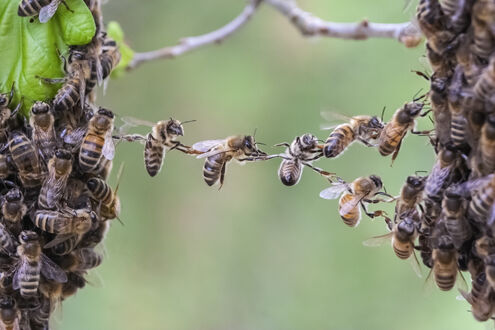 Teamarbeit von Bienen, die zwei Bienenschwarmteile verbinden