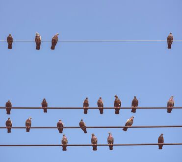 Tauben, die auf Stromleitungen sitzen